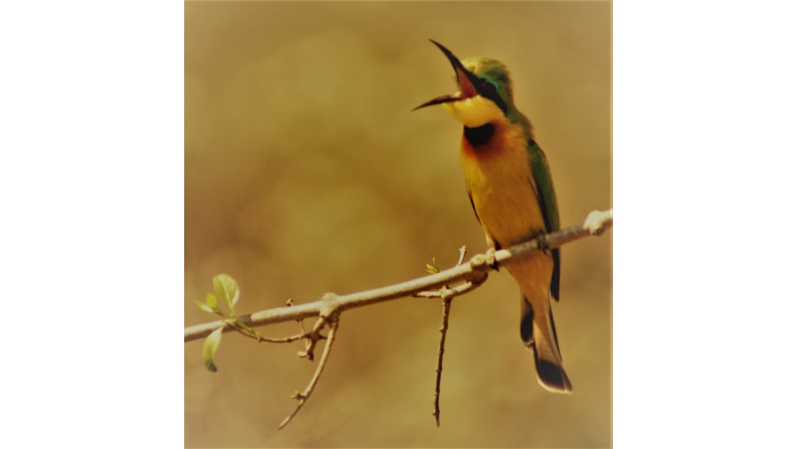 Little Bee-Eater