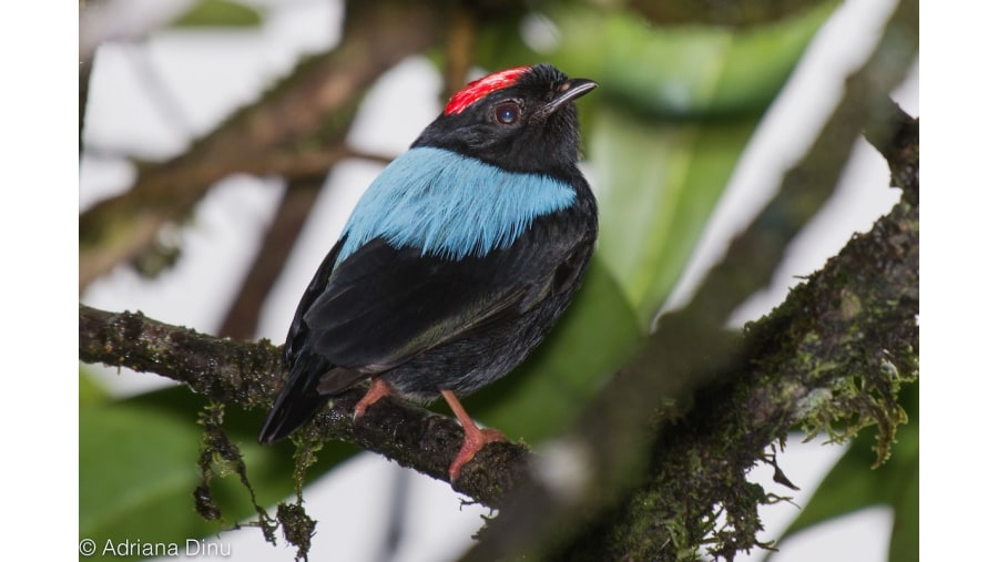 Blue beaked manakin