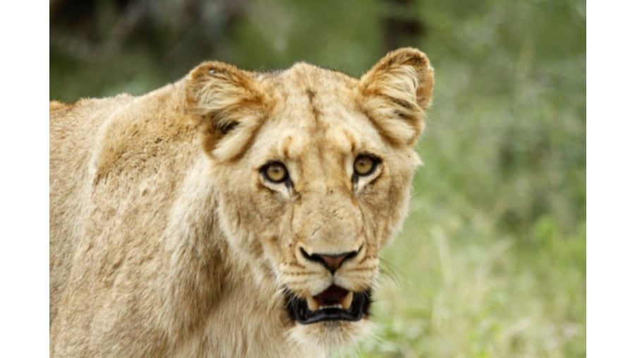 Female Lion