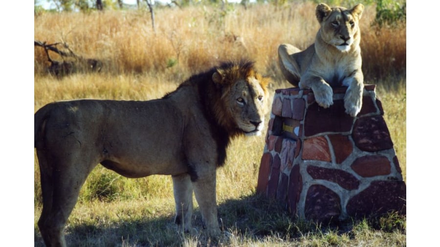 Male and Female Lion