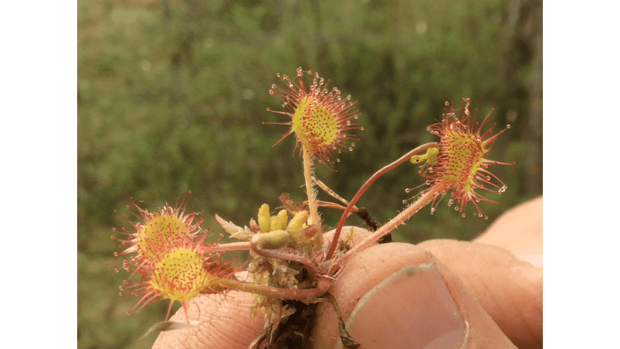 Insect-eating herb Kihokki