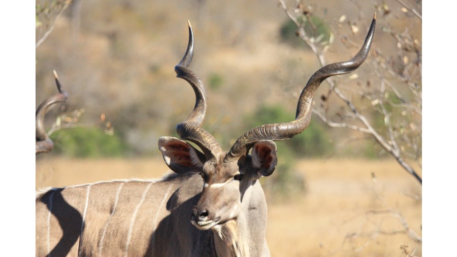 Greater Kudu [Bull / Male]