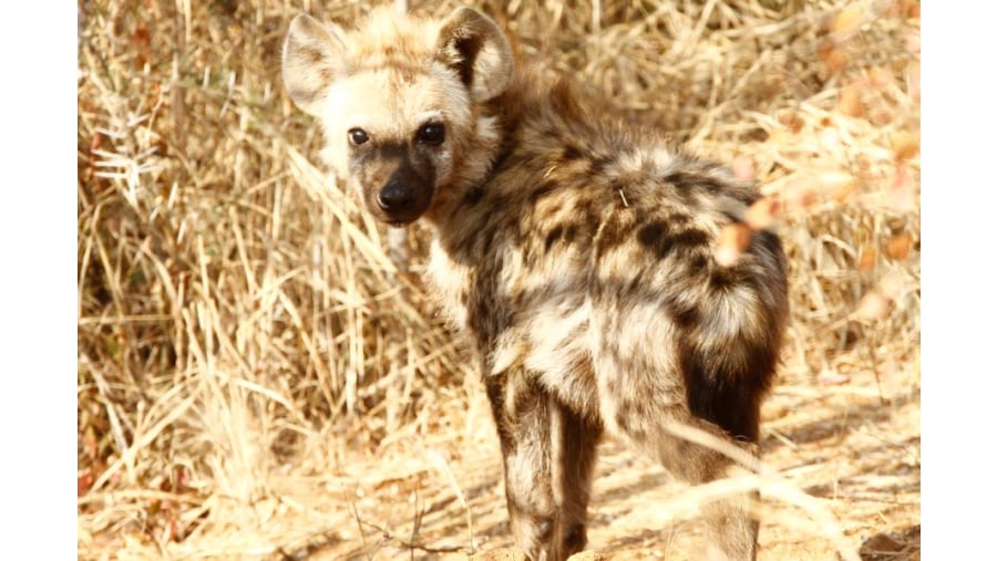 Spotted Hyena