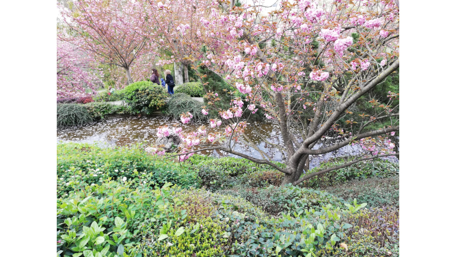 Japanese garden