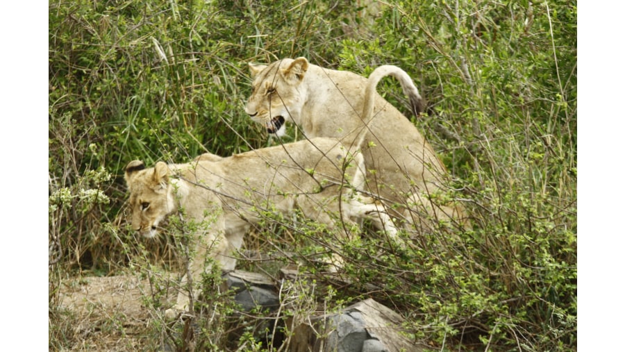 Female Lions