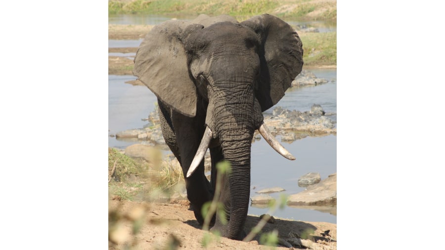 African Bull Elephant