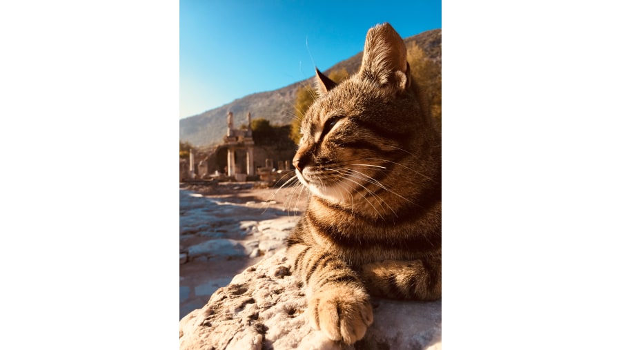 The protector cats of Ephesus