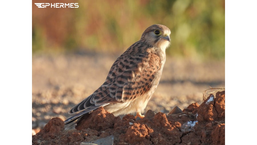 Common Kestrel