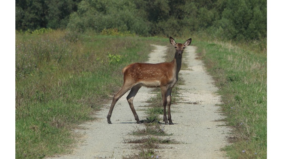 Roe-deer