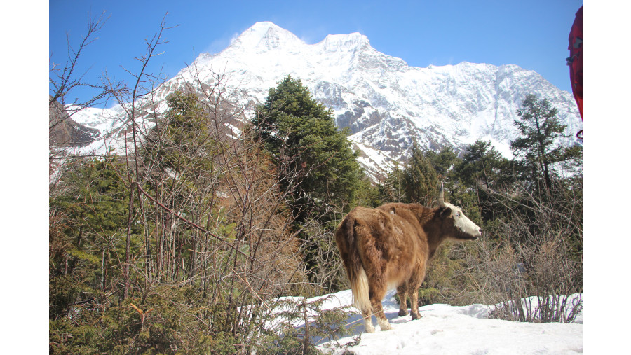 Manasalu Trek #nepaltrekkers