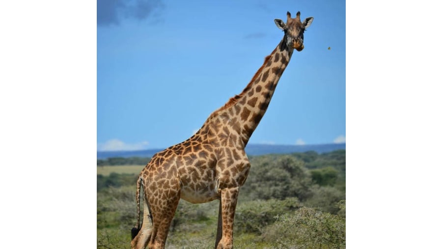 The tallest animal in Africa