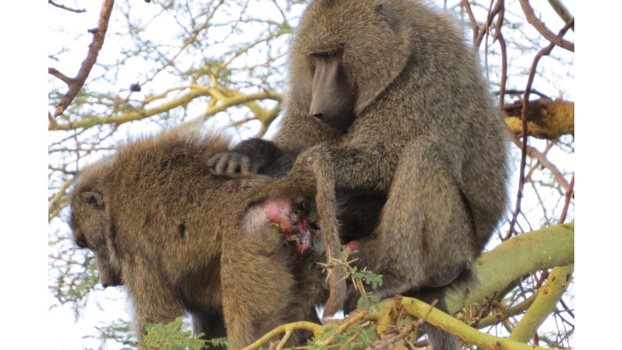 Baboon - Grooming 