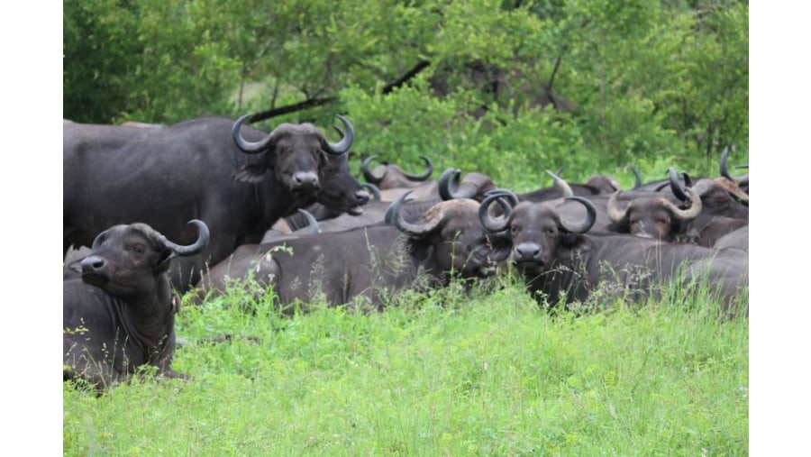 Buffalo near Lower Sabie. 