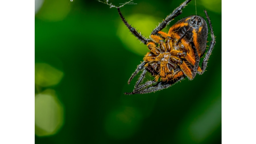 ORB SPIDER