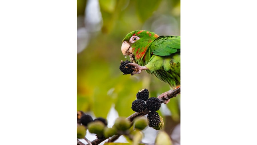 Cuban Parakeet