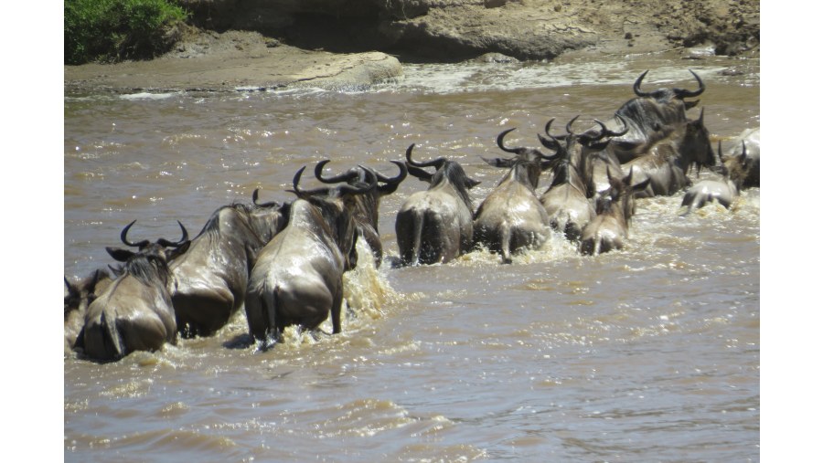 Wildebeest - crossing