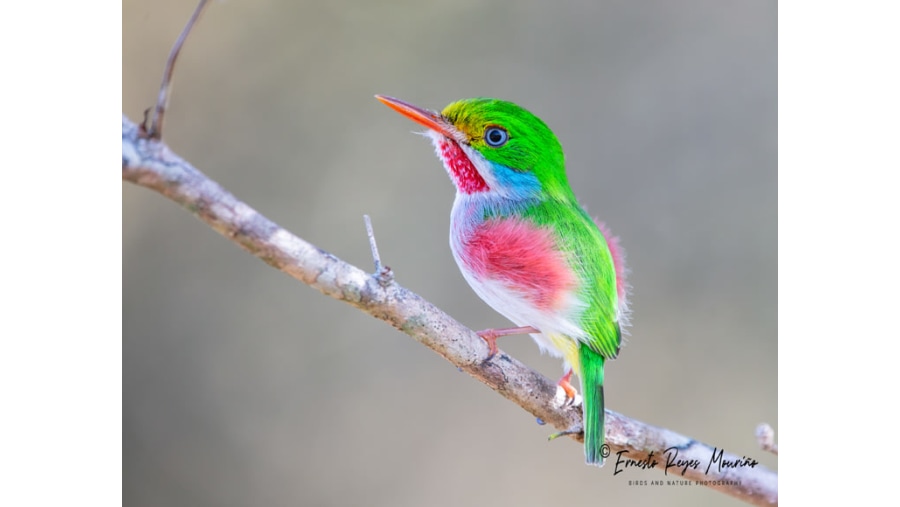 CUBAN TODY