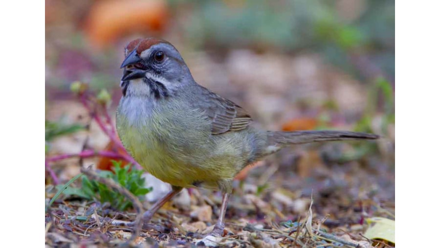 Zapata Sparrow