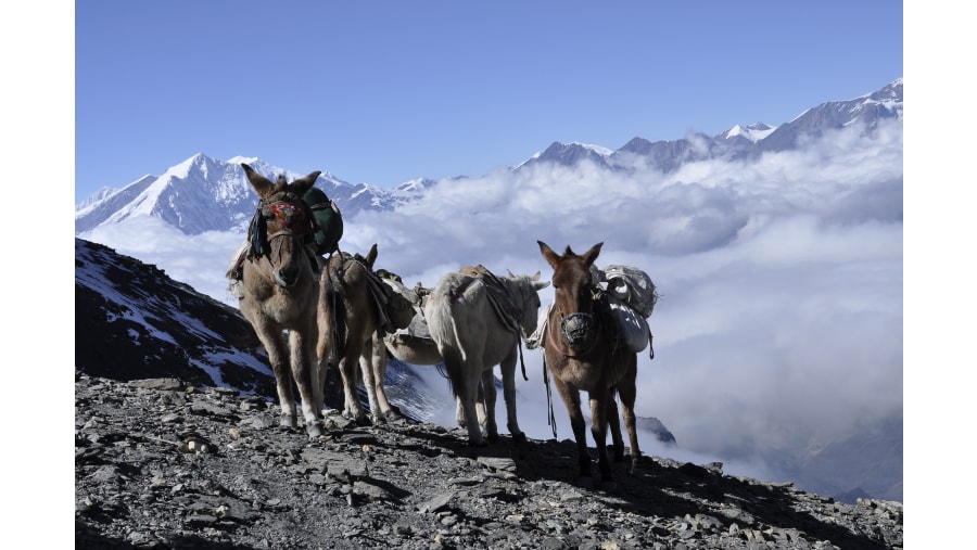 donckys in the Everest Base Camp trail.