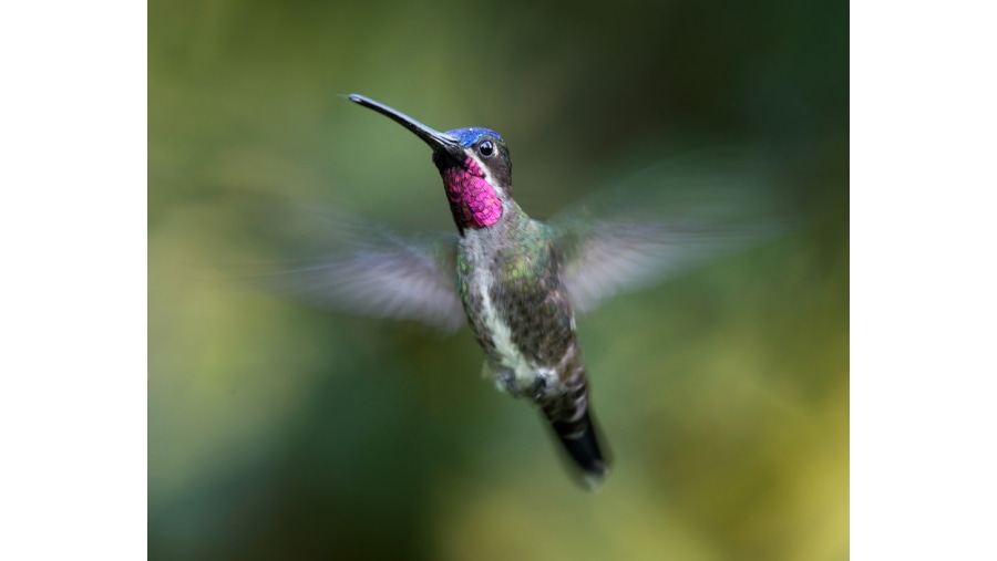 long billed star throat