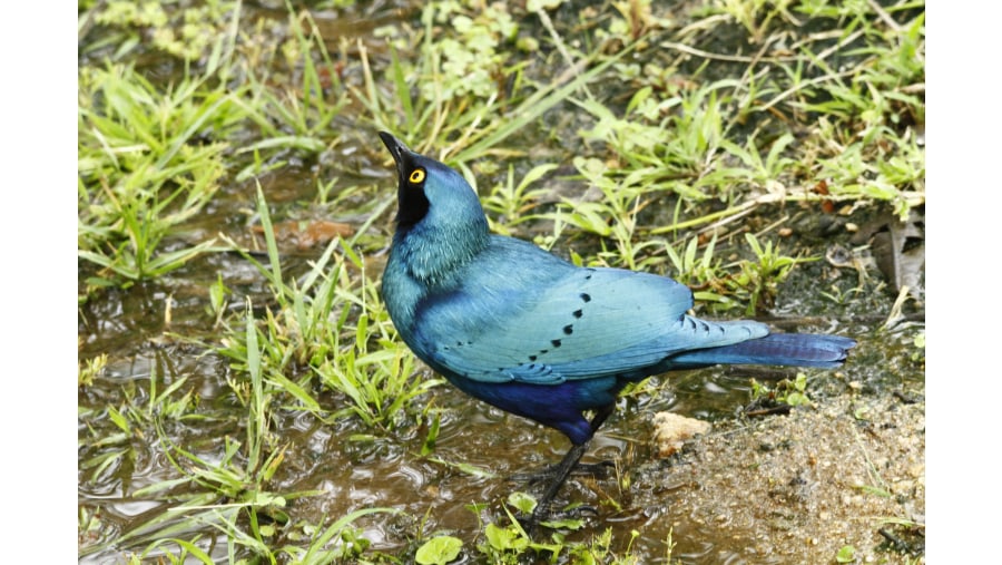 Cape Glossy Starling