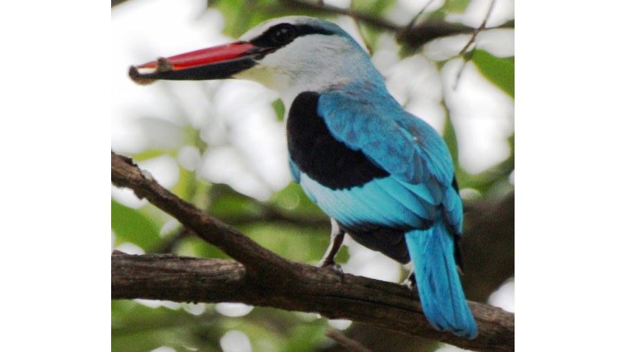 Woodlands Kingfisher