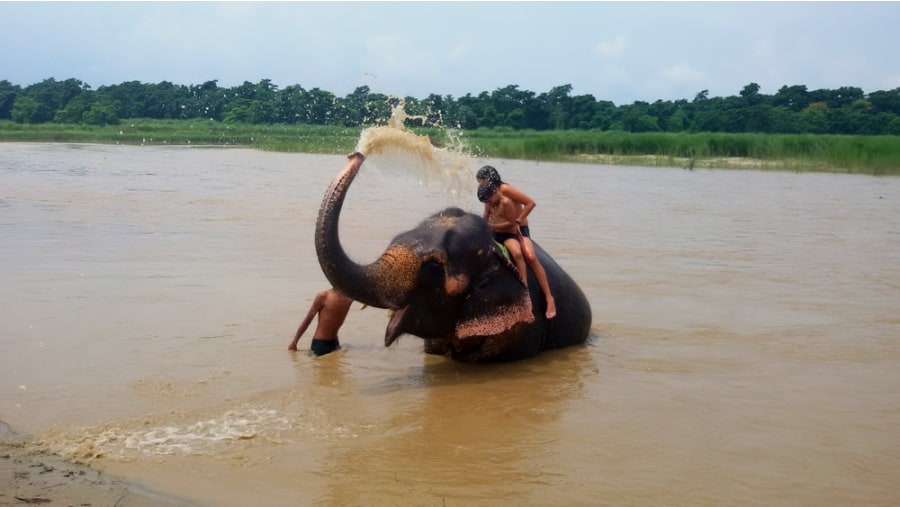 Elephant Bath