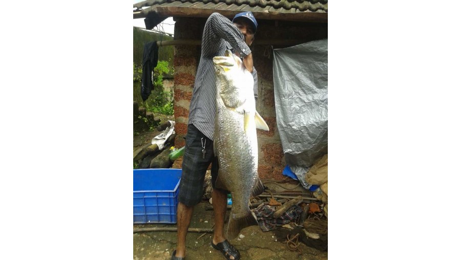 19kgs sea bass