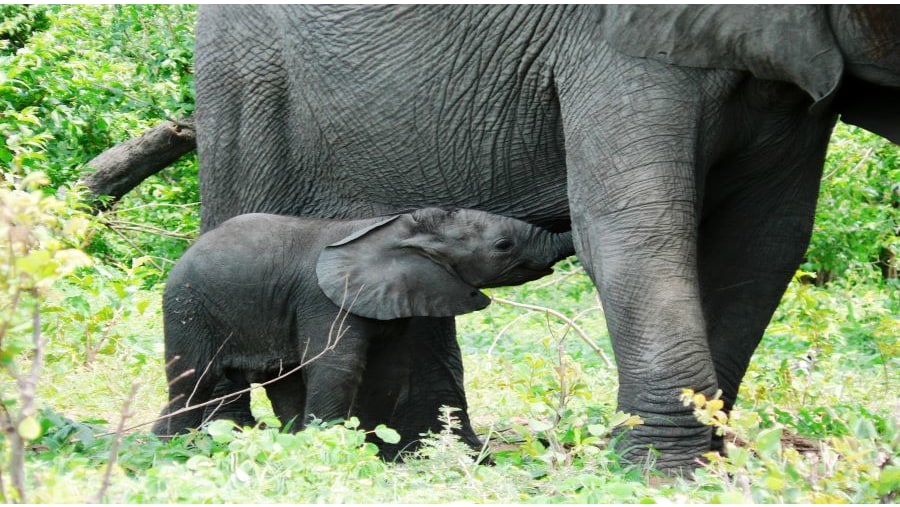 Baby elephant busy drinking on her mother