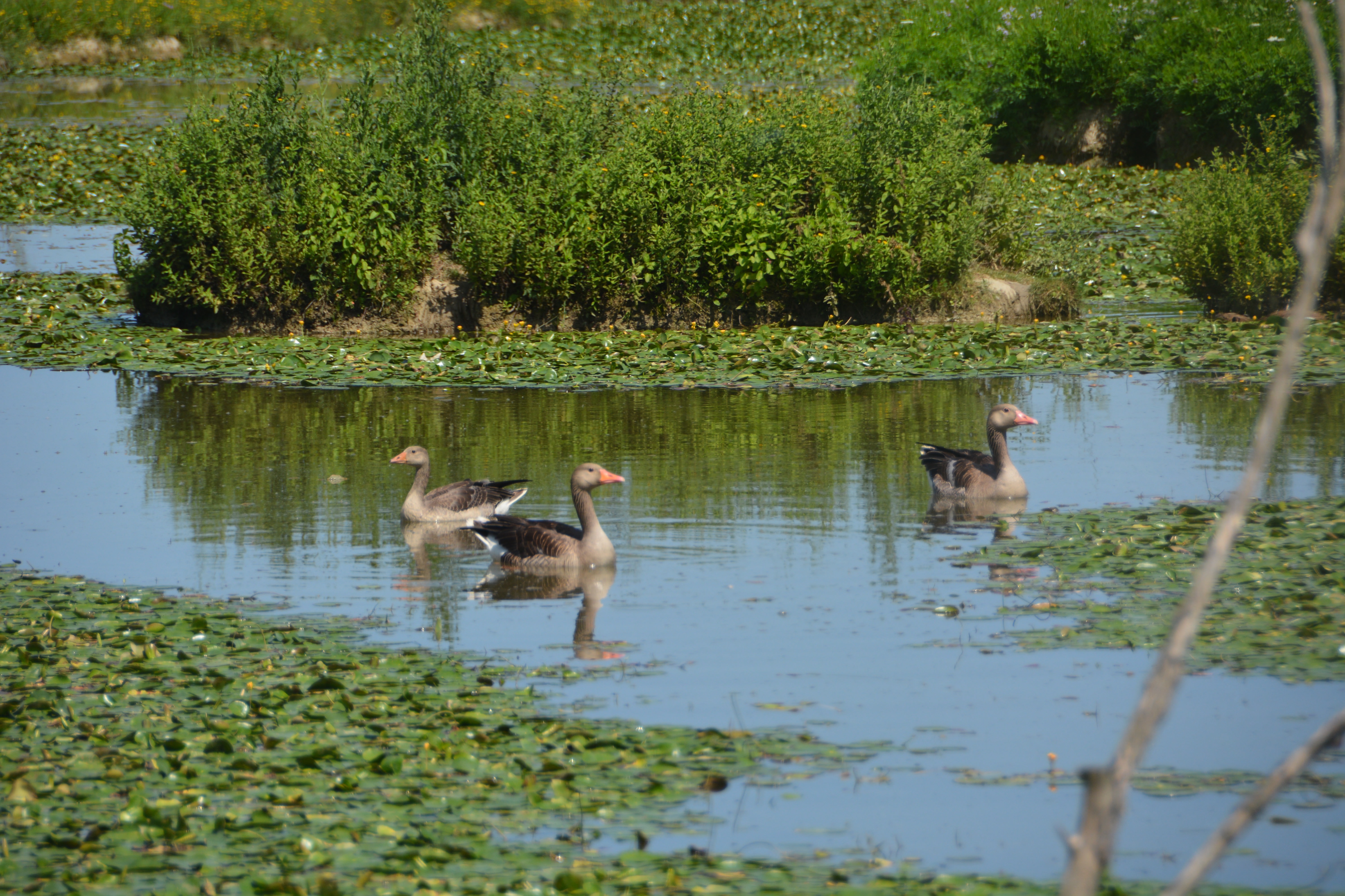 Day Bird Watching In Kathmandu Valley