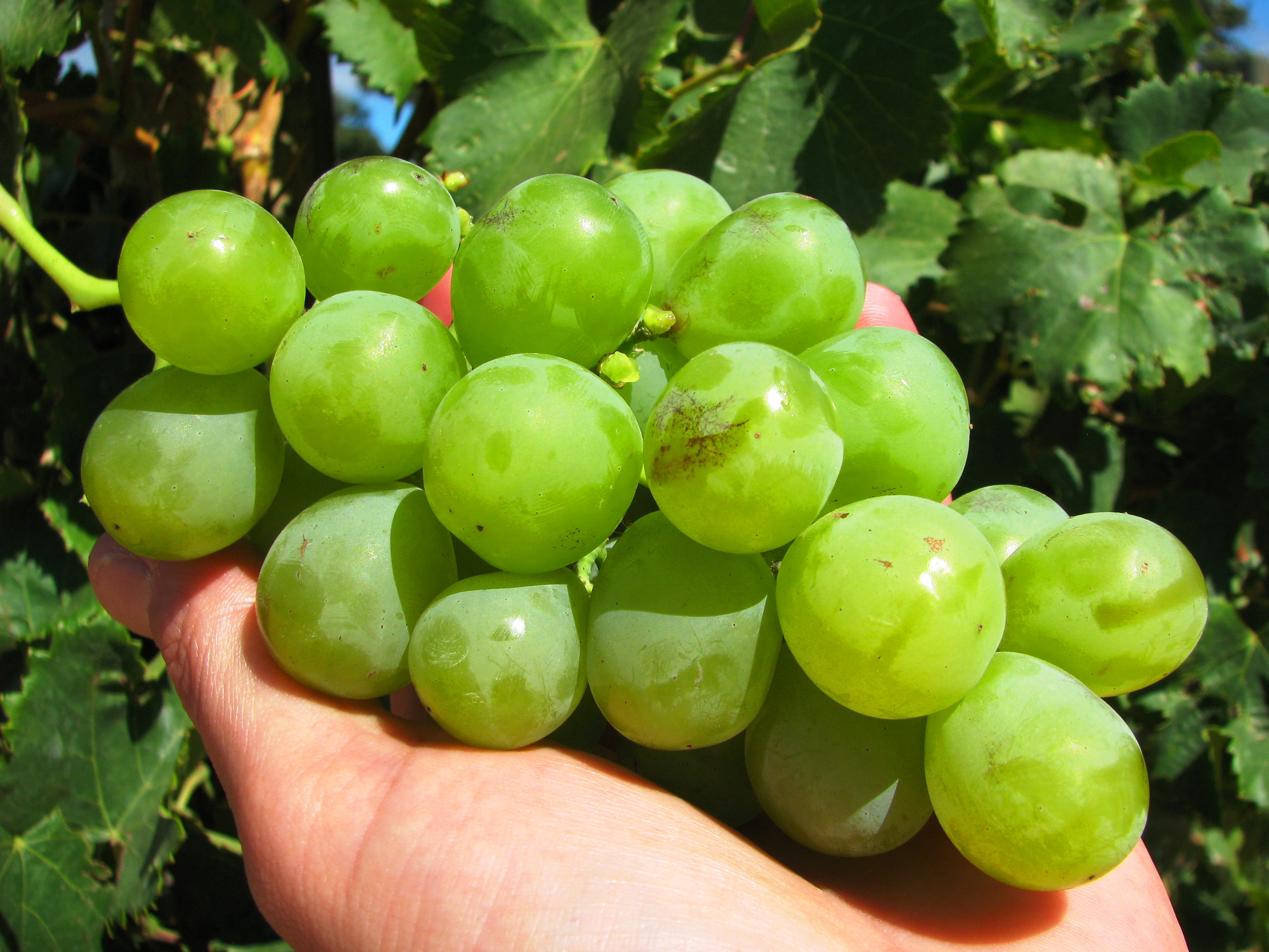 grapes