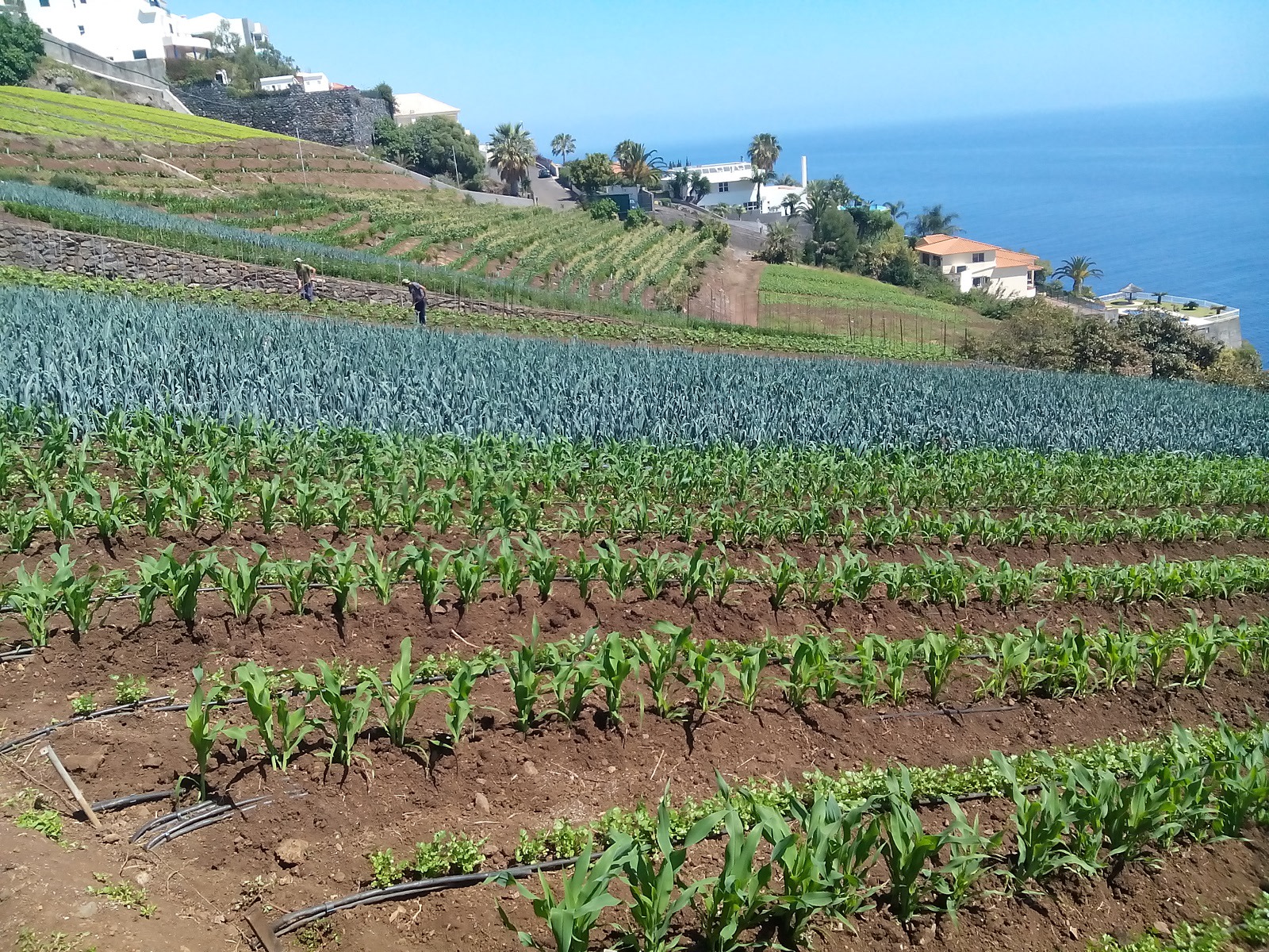 Madeira Island 8 hours Private Tour Package Nature, Rural