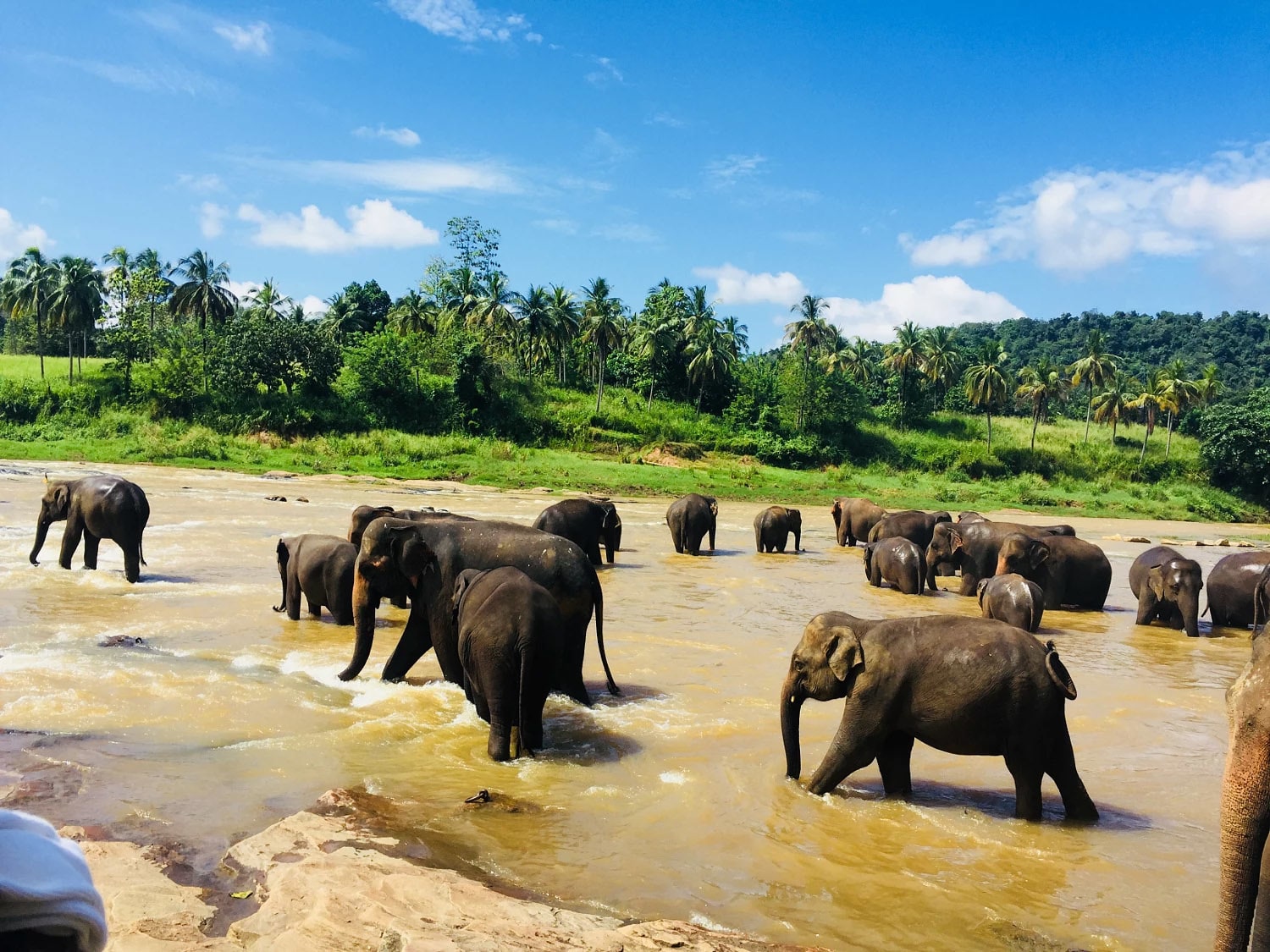 Pinnawala Elephant Orphanage