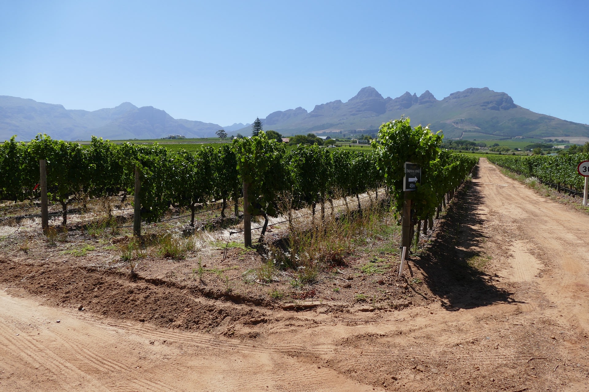 Stellenbosch Vineyard