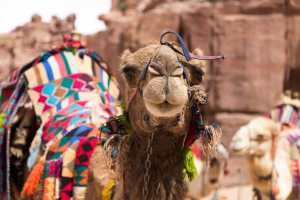 A Camel in Wadi Rum