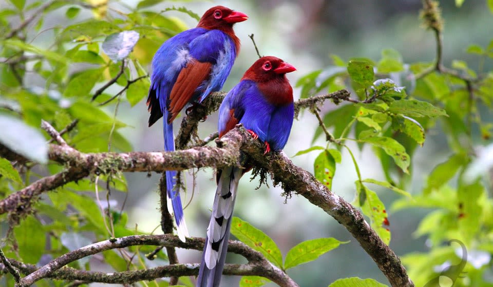 Bird Watching