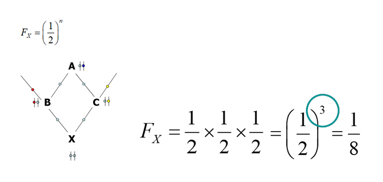 breedly/post/berakning-av-inavelskoefficienter-4