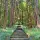 Thumbnail: Stairs lead up to between lush green trees to Haishiwa Shrine (配志和神社), Ichinoseki, Iwate