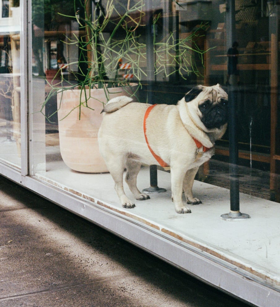 Pug in a window