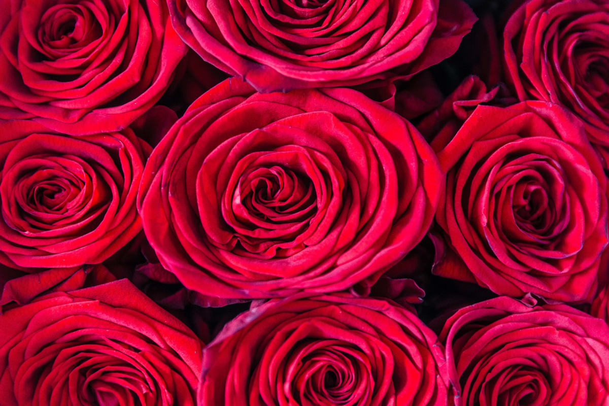 roses