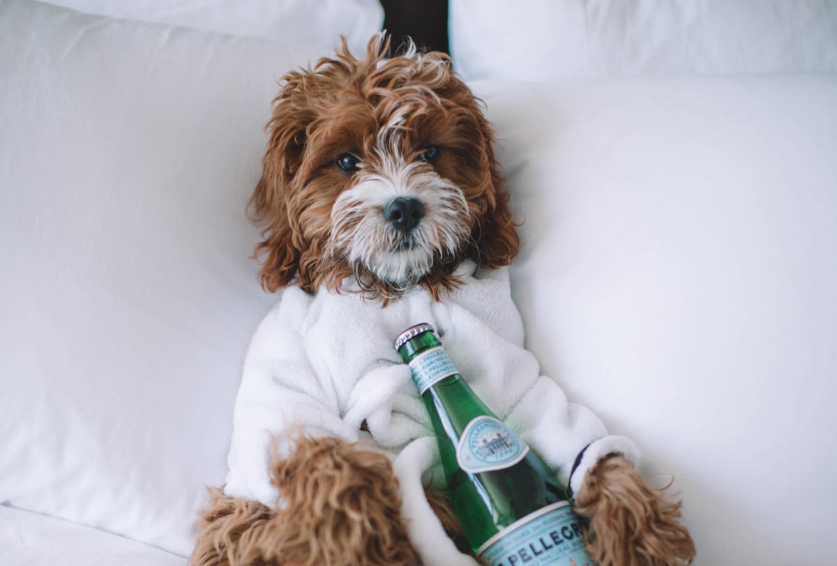 dog friendly