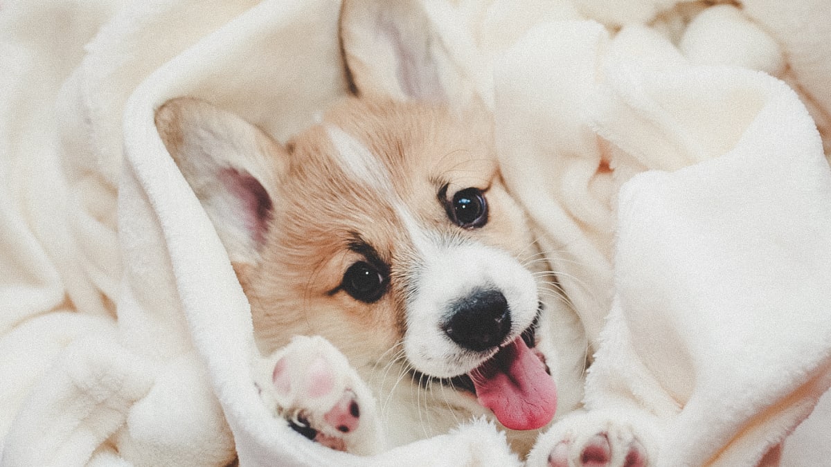corgi in blankets