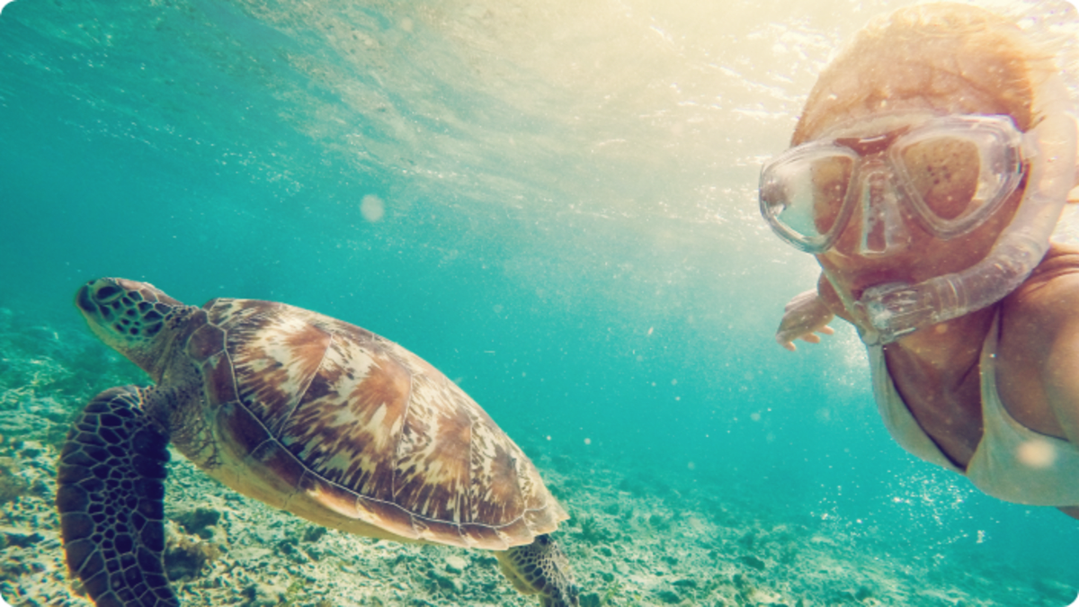 Women snorkeling with turtle