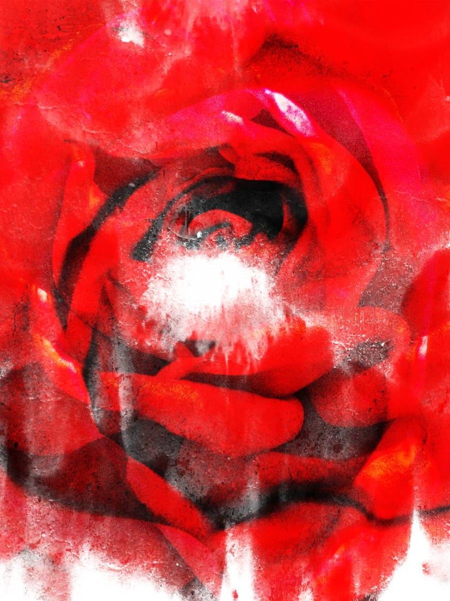 Red Rose by Anyes Galleani