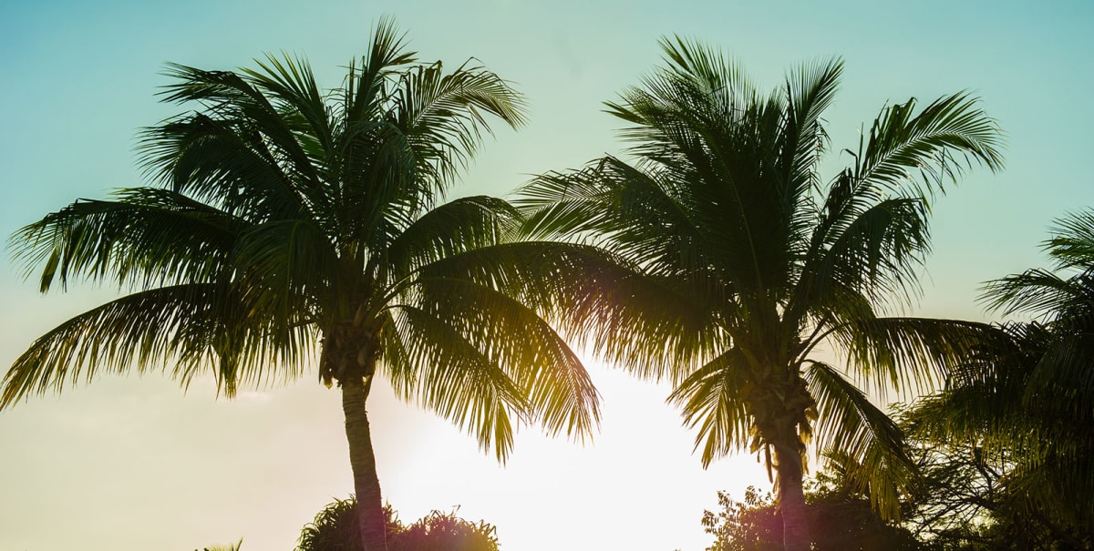 coconut trees