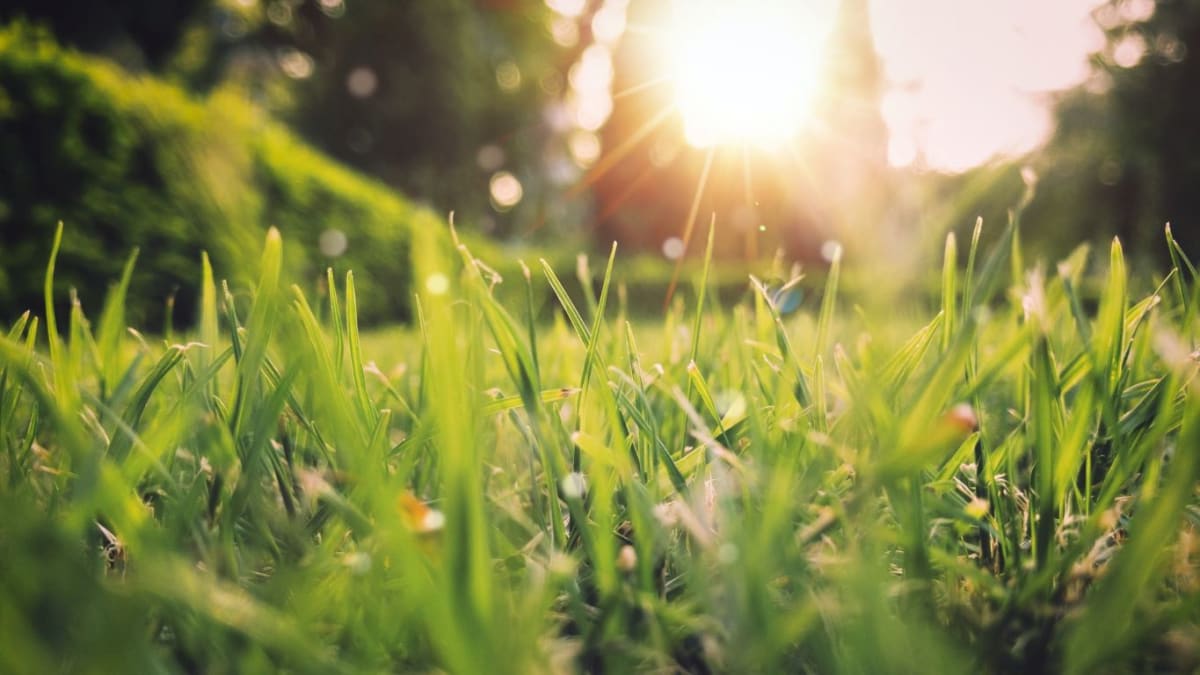 Grass and sun