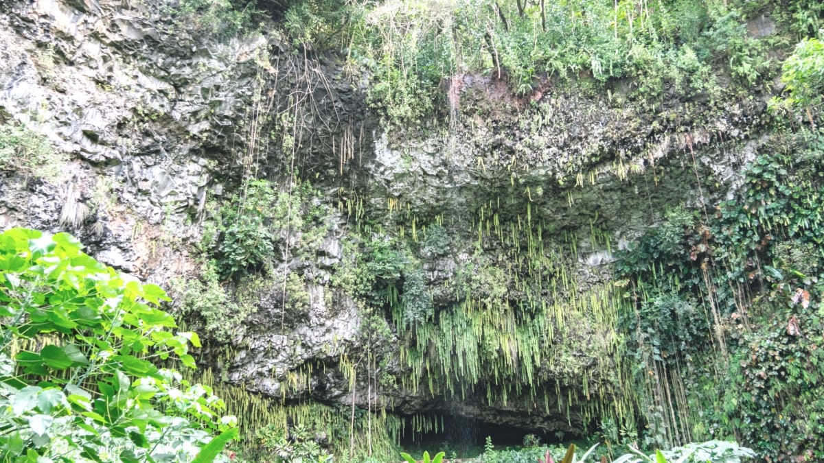 fern grotto