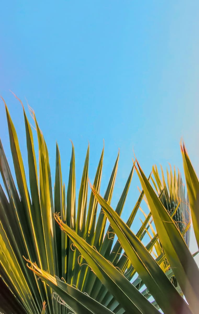 Beach Terrace Palm