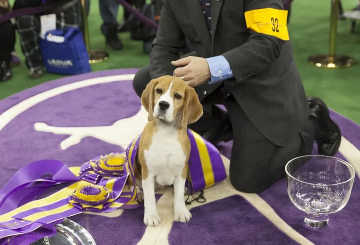 Dog awarded prize in Westminster Dog Show.