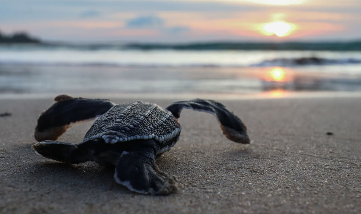 TURT10
